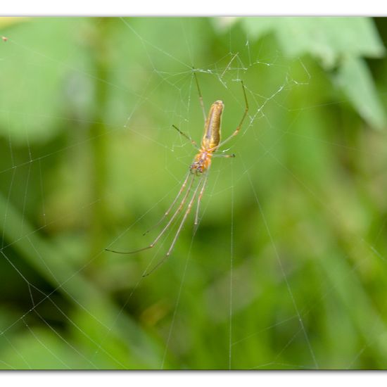 Eine unbekannte Art: Tier im Habitat Anderes Waldhabitat in der NatureSpots App