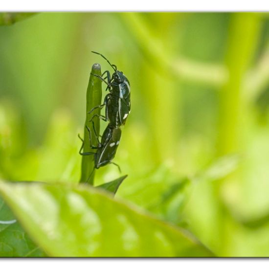 Eurydema oleracea: Animal in habitat Buffer strip in the NatureSpots App