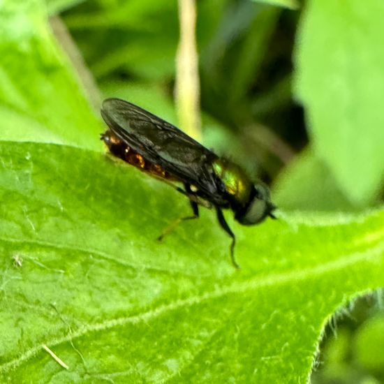 Chloromyia formosa: Animal in habitat Garden in the NatureSpots App