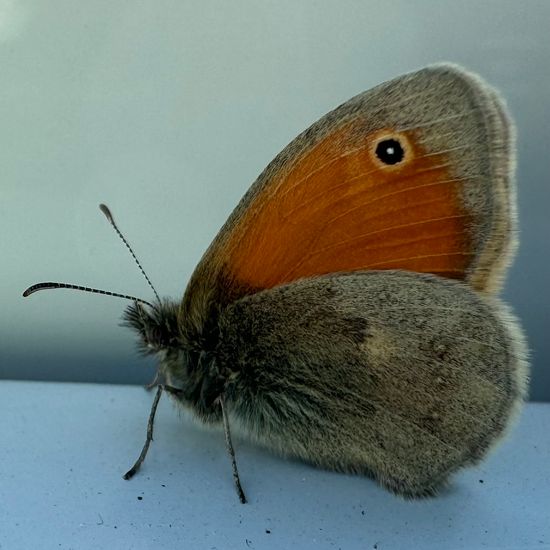 Kleines Wiesenvögelchen: Tier im Habitat Innenraum in der NatureSpots App