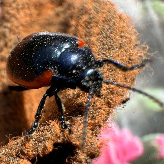 Rotsaum-Blattkäfer: Tier im Habitat Garten in der NatureSpots App