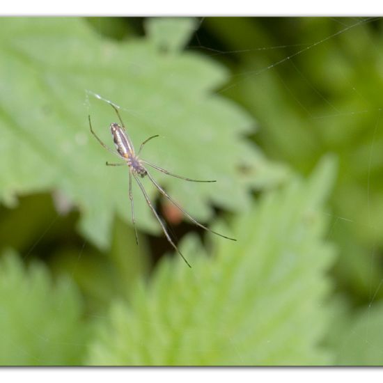 Eine unbekannte Art: Tier im Habitat Anderes Waldhabitat in der NatureSpots App