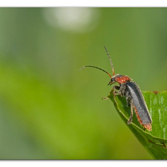 Gemeiner Weichkäfer: Tier im Habitat Ackerrandstreifen in der NatureSpots App