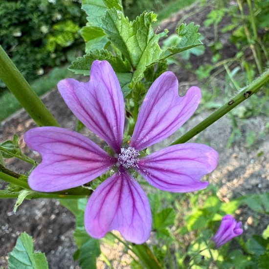 Wilde Malve: Pflanze im Habitat Garten in der NatureSpots App