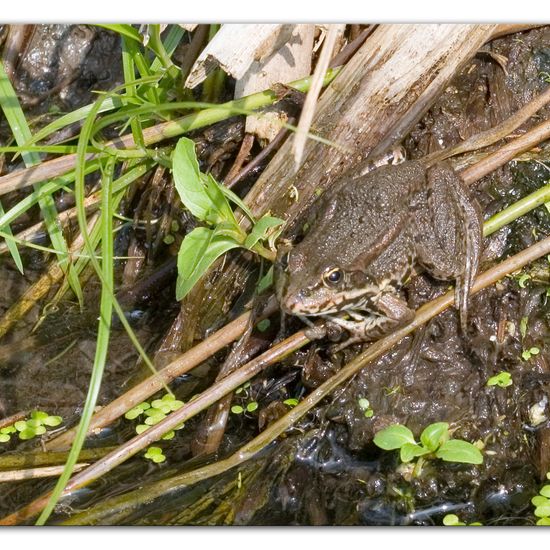 Seefrosch: Tier im Habitat Ackerrandstreifen in der NatureSpots App