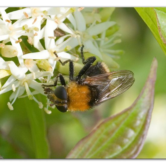 Criorhina berberina: Animal in habitat Buffer strip in the NatureSpots App