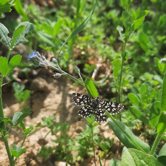 Latticed Heath: Animal in nature in the NatureSpots App