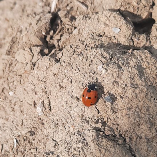 Siebenpunkt-Marienkäfer: Tier in der Natur in der NatureSpots App