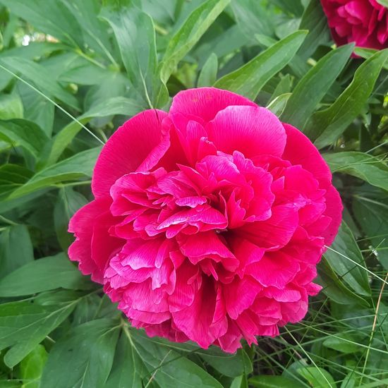 Paeonia: Plant in nature in the NatureSpots App