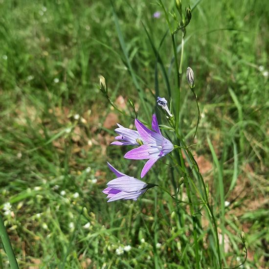 Campanula rapunculus: Plant in nature in the NatureSpots App