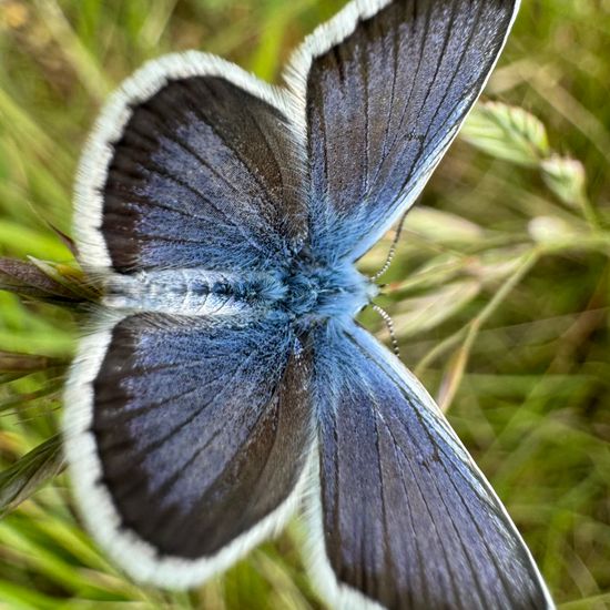 Plebejus arguscalliopisvalesiaca: Tier im Habitat Anderes Grasland/Busch-Habitat in der NatureSpots App