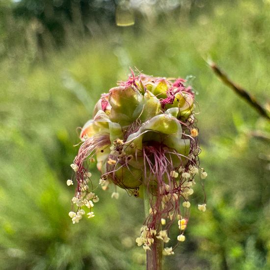 Kleiner Wiesenknopf: Pflanze im Habitat Grasland und Büsche in der NatureSpots App