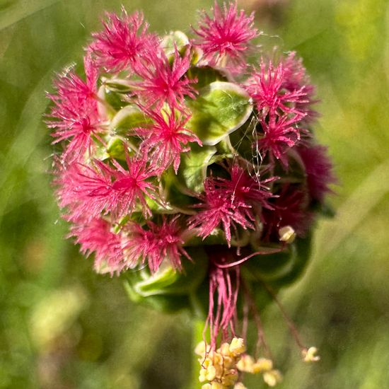 Kleiner Wiesenknopf: Pflanze im Habitat Grasland und Büsche in der NatureSpots App