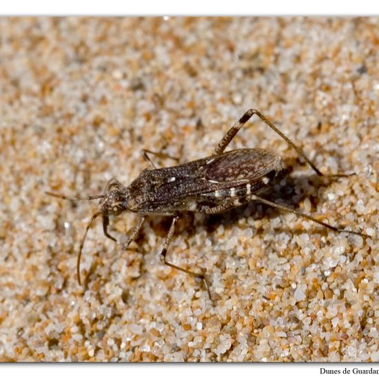 Alydus calcaratus: Tier im Habitat Sandküste in der NatureSpots App