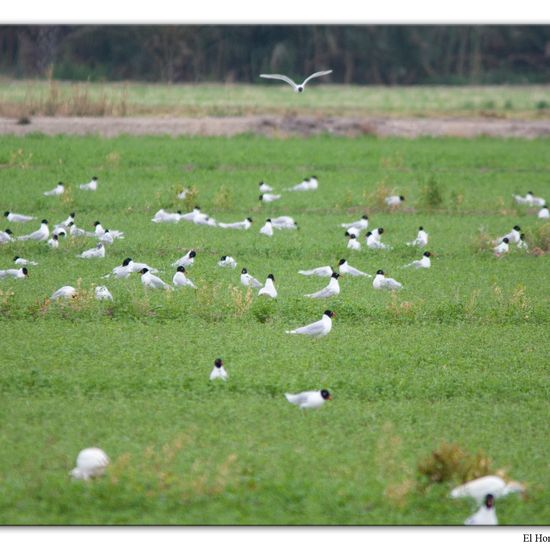 Mediterranean Gull: Animal in habitat Crop cultivation in the NatureSpots App