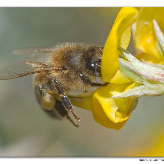 Apis mellifera: Animal in habitat Sandy coast in the NatureSpots App