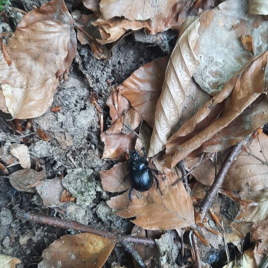 Gemeiner Mistkäfer: Tier im Habitat Wald der gemäßigten Breiten in der NatureSpots App