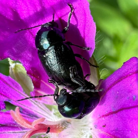 Fallkäfer: Tier im Habitat Ackerrandstreifen in der NatureSpots App