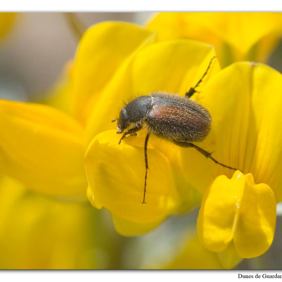 Chasmatopterus: Tier im Habitat Sandküste in der NatureSpots App