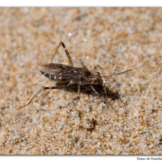 Alydus calcaratus: Tier im Habitat Sandküste in der NatureSpots App