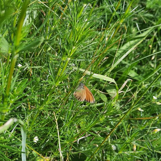 Rotbraunes Wiesenvögelchen: Tier in der Natur in der NatureSpots App