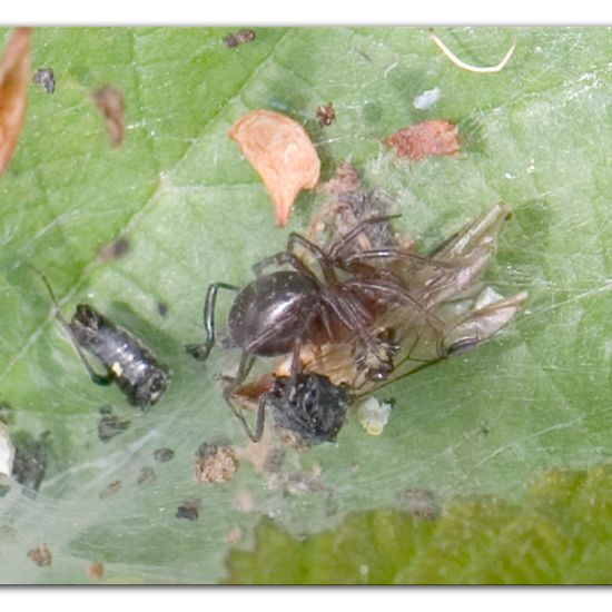 Labyrinthspinne: Tier im Habitat Halb-natürliches Grasland in der NatureSpots App