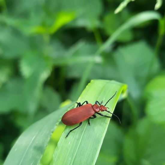 Rotköpfiger Feuerkäfer: Tier in der Natur in der NatureSpots App