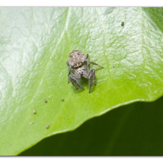 Macaroeris nidicolens: Tier im Habitat Halb-natürliches Grasland in der NatureSpots App