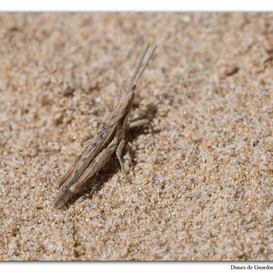 Pyrgomorpha conica: Animal in habitat Sandy coast in the NatureSpots App