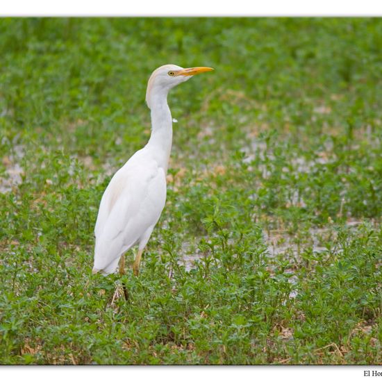 Kuhreiher: Tier im Habitat Felder in der NatureSpots App