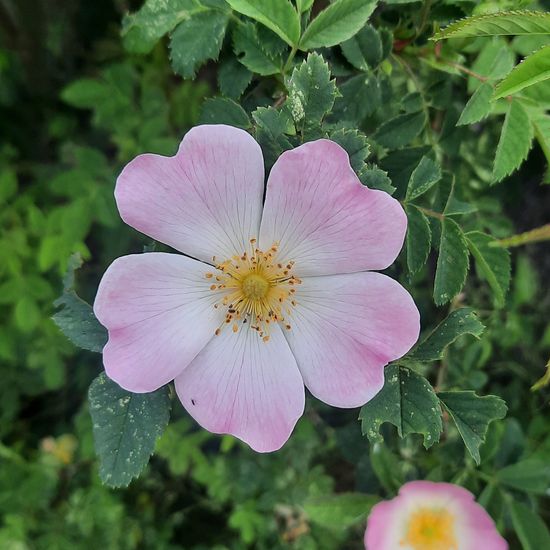 Rosa canina: Plant in nature in the NatureSpots App