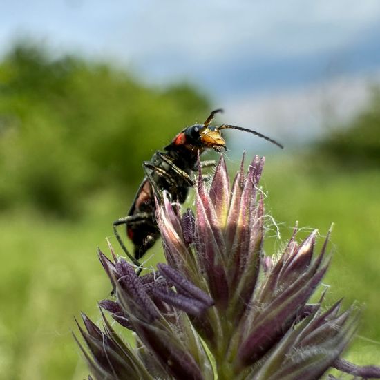 Zweifleckiger Zipfelkäfer: Tier im Habitat Anderes Grasland/Busch-Habitat in der NatureSpots App