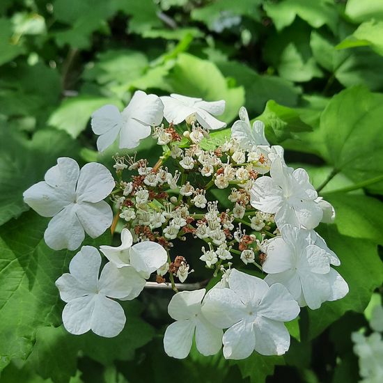 Viburnum opulus: Plant in nature in the NatureSpots App