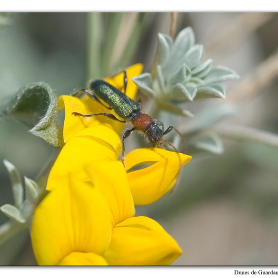 Certallum ebulinum: Tier im Habitat Sandküste in der NatureSpots App