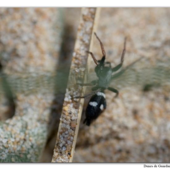 Kishidaia conspicua: Tier im Habitat Sandküste in der NatureSpots App