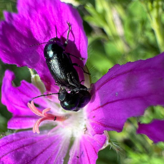 Geranium sanguineum: Plant in nature in the NatureSpots App