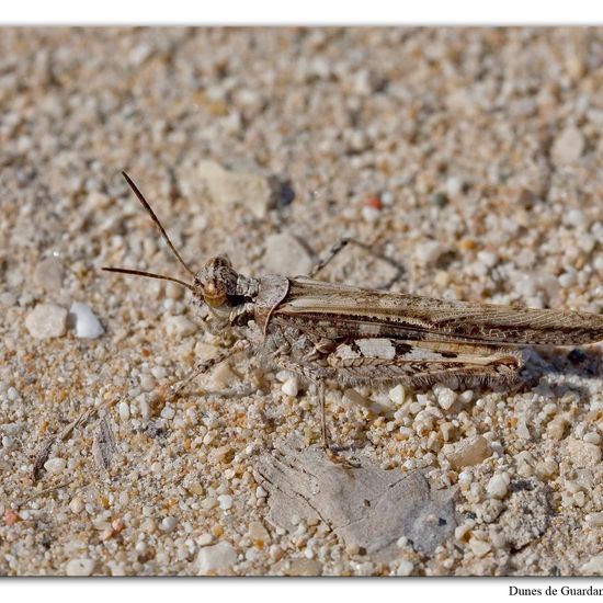 Acrotylus patruelis: Tier im Habitat Sandküste in der NatureSpots App