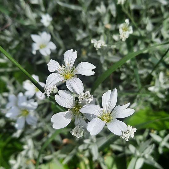 Cerastium tomentosum: Plant in nature in the NatureSpots App