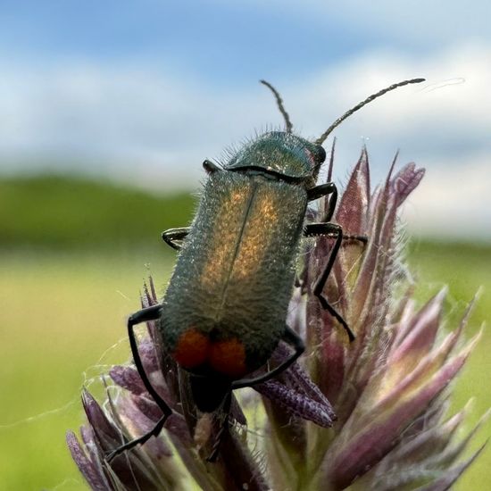 Malachius bipustulatus: Animal in habitat Grassland in the NatureSpots App