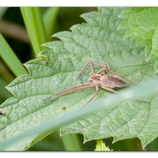 Listspinne: Tier im Habitat Halb-natürliches Grasland in der NatureSpots App