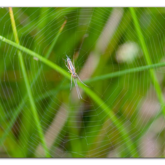 Tetragnatha montana: Tier im Habitat Anderes Waldhabitat in der NatureSpots App