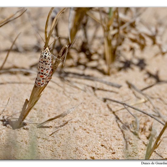 Harlekinbär: Tier im Habitat Sandküste in der NatureSpots App