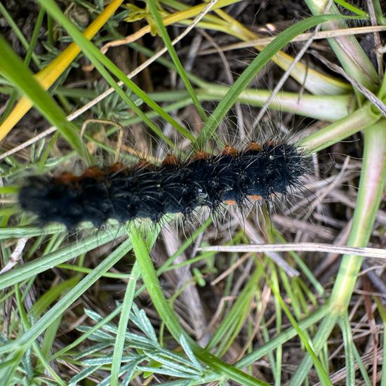 Kleines Nachtpfauenauge: Tier im Habitat Anderes Grasland/Busch-Habitat in der NatureSpots App