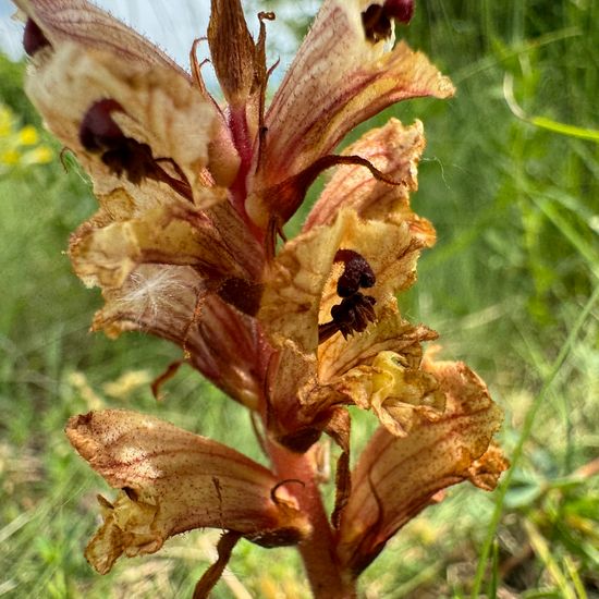 Orobanche alba: Plant in habitat Grassland in the NatureSpots App