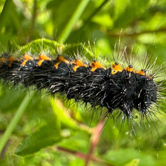 Kleines Nachtpfauenauge: Tier im Habitat Anderes Grasland/Busch-Habitat in der NatureSpots App