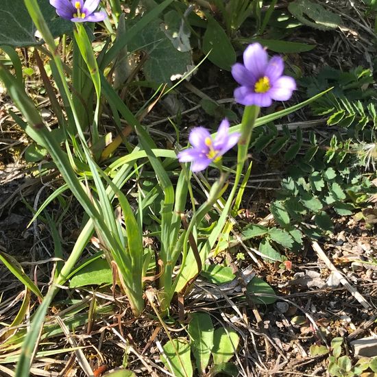 Sisyrinchium bermudiana: Plant in habitat Rock areas in the NatureSpots App