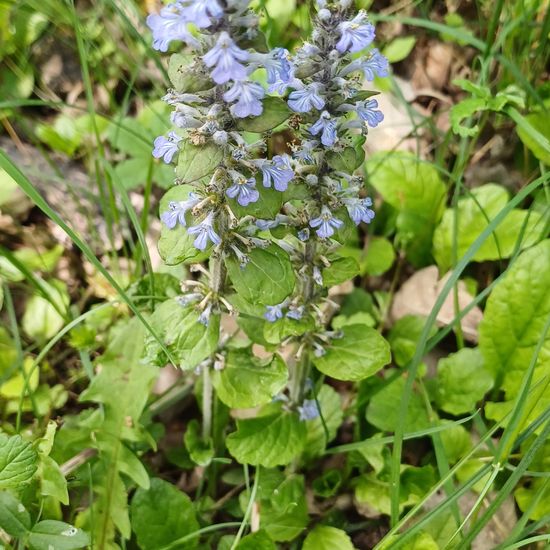 Ajuga reptans: Plant in habitat Temperate forest in the NatureSpots App