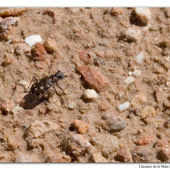 Dünen-Sandlaufkäfer: Tier im Habitat Anderes Meer/Küsten-Habitat in der NatureSpots App