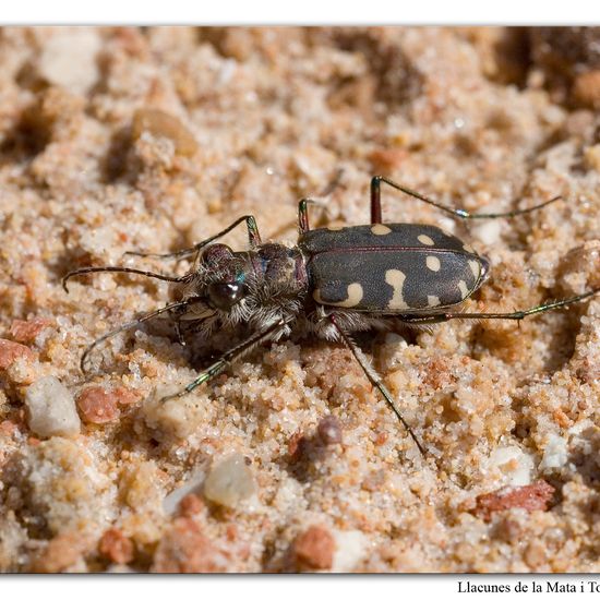 Cicindela hybrida: Animal in habitat Marine habitat in the NatureSpots App