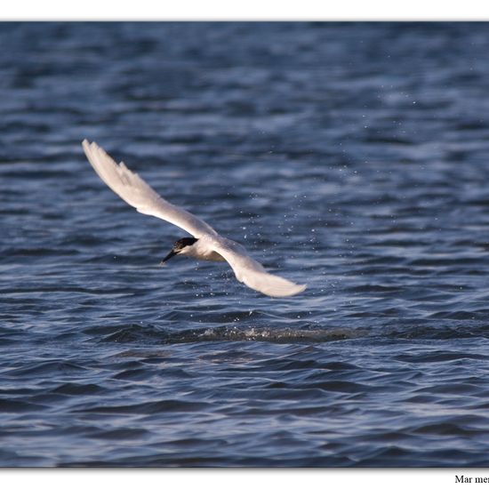 Sandwich Tern: Animal in habitat Sandy coast in the NatureSpots App